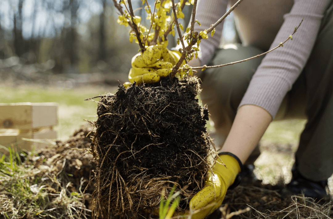 Planting trees as part reforestation process