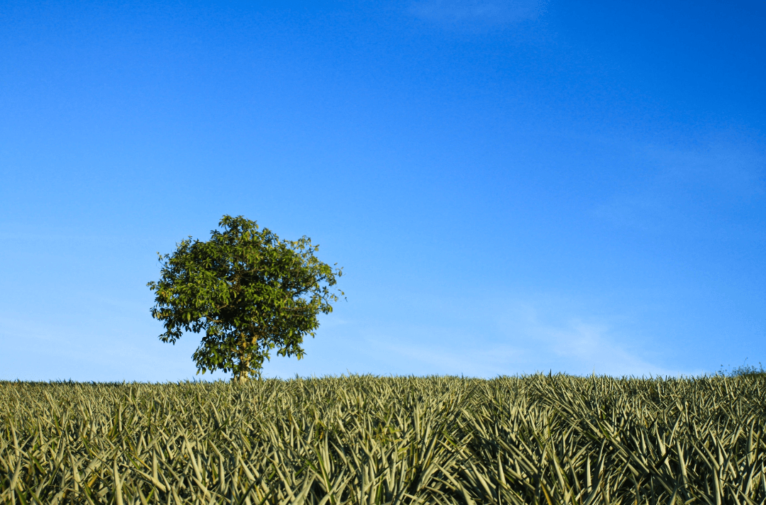 Tree pasture garden park lone
